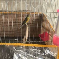 قناری سبز چمنی نر مس مس جفت نخورده