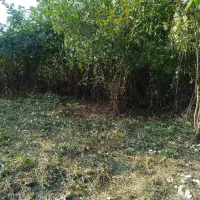 علفتراشی وچمنزنی وعلفزنی وتمشک زنی و لی زنی دستگاه|خدمات باغبانی و درختکاری|رشت, شهریاران|دیوار