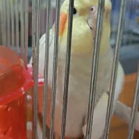 عروس هلندی ماده|پرنده|اهواز, کوی آغاجاری|دیوار