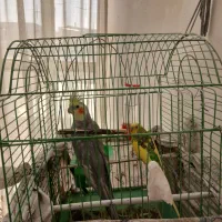 عروس هلندی و مرغ عشق