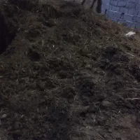 کود حیوانی گاوی