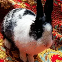 خرگوش|موش و خرگوش|بردسکن, |دیوار