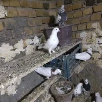 کبوتر پرشی وطوقی