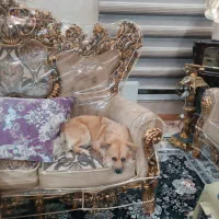 سگ پامریین خرسی|سگ|بروجرد, |دیوار