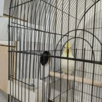 عروس هلندی ماده