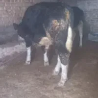 گوساله سمینتال نر درجه یک وزن ۳۳۰ کیلو