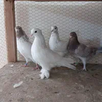 کبوتراصیل کاشان