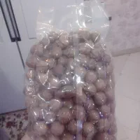 فندق استرالیایی (ماکادمیا)