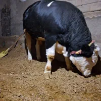 گاور نر (گوشتی)سیمیتال|حیوانات مزرعه|لیلان, |دیوار