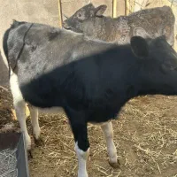 گوساله ماده|حیوانات مزرعه|باخزر, |دیوار