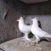 کبوتر هملت.عطیقه