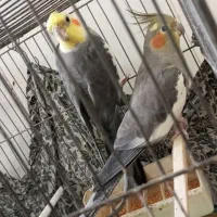 یک جفت عروس‌ هلندی مولد