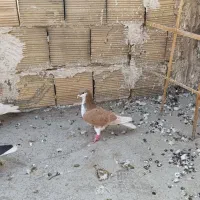 خوشرنگ زرد نر|پرنده|الوند, |دیوار