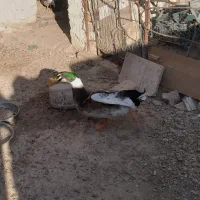 اردک کله سبز طبیعی
