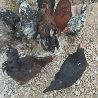 تعدادی مرغ و خروس به فروش می رسد|حیوانات مزرعه|برازجان, |دیوار