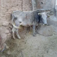 گاو سالم بشرط