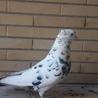 دم سیاه ۱۴ پر دم