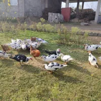 قیمت ۴۲۰۰۰۰هزار تومان|حیوانات مزرعه|کیاشهر, |دیوار