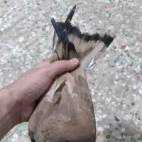 کله ای پرتقالی جوان