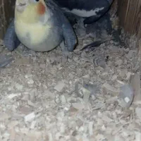 عروس هلندی جفت