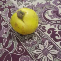 به درجه یک|عمده‌فروشی|میاندوآب, |دیوار