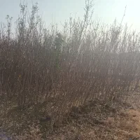 نهال بادام|خدمات باغبانی و درختکاری|خسروشاه, |دیوار