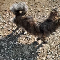 واگذاری پاکوتاه شیتزو ماده