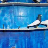 دسته رنگی درجه یک|پرنده|دزفول, |دیوار