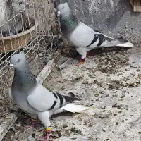 شعمک تخت دم پاک