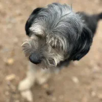 سگ پاپی|سگ|فسا, |دیوار