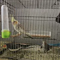 عروس هلندی|پرنده|مینودشت, |دیوار