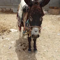 الاغ|حیوانات مزرعه|مهران (ایلام), |دیوار