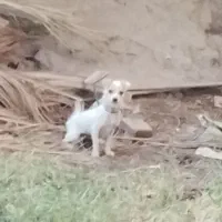 سگ شی واوا|سگ|بم, |دیوار