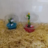 ماهی قرمز عمده خرده|ماهی|اردبیل, |دیوار