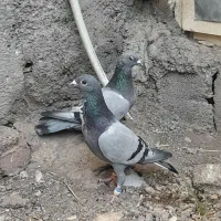 نرماده سبز دوخط پلاکی