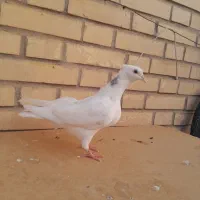 دوتا جوجه پشتی هفترنگ