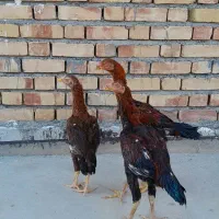 جوجه لاری|حیوانات مزرعه|رشت, گلسار|دیوار