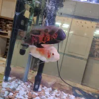 3عدد ماهی اسکار باله بلند تزیینی|ماهی|کشکسرای, |دیوار