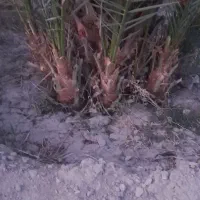 فروش پاجوش نخل ۸ کیلو ب بالا رسیده درجه ۱|خدمات باغبانی و درختکاری|قیروکارزین, |دیوار