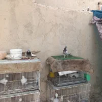فروش پلاکی مسافتی