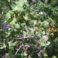 ویلا باغ در باغمعروف|فروش خانه و ویلا|تبریز, |دیوار