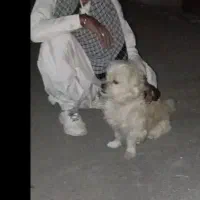 سگ نژاد داره 9تومن