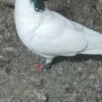 کفتر خال  کاکلی   خیلی مست