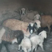 میش زاییده بره‌دار دونه ۱۲ و ۶۰۰ بردسیر|حیوانات مزرعه|کرمان, |دیوار