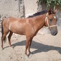 اسب
