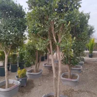 حراج گل وگیاه