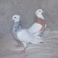 کفتر طوقی