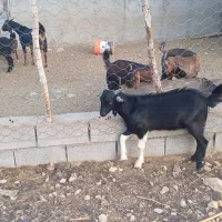 کهره وبره کوهستان