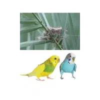 معاوضه کتاب با قناری دم زد