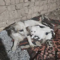 واگذاری توله سگ